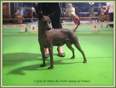 Quelle est la race de ce chien ?