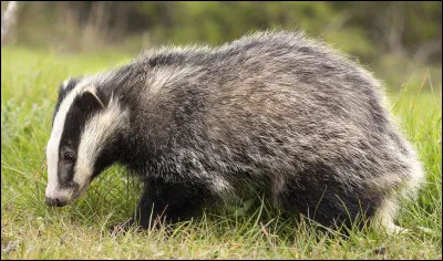 Un jour, tu sors de la pouponnière puis tu vas dans la forêt. Tu croises un blaireau. Que fais-tu ?