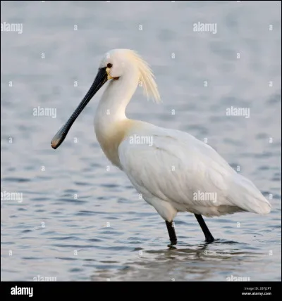 Et enfin celui-ci, quel est-il ?