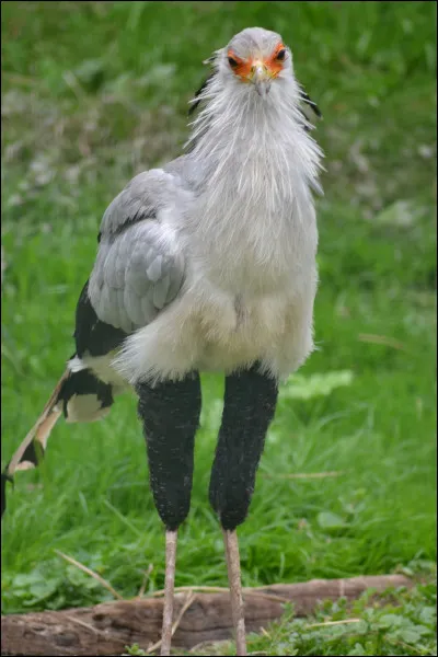Quel est cet autre oiseau ?