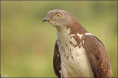 Quel est cet oiseau ?