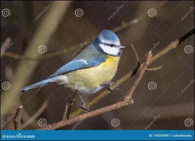 Et lui, quel est cet oiseau ?