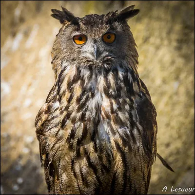 Et cet oiseau quel est-il ?