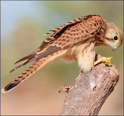 Quel est cet oiseau ?