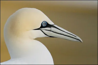 Quel est cet oiseau ?