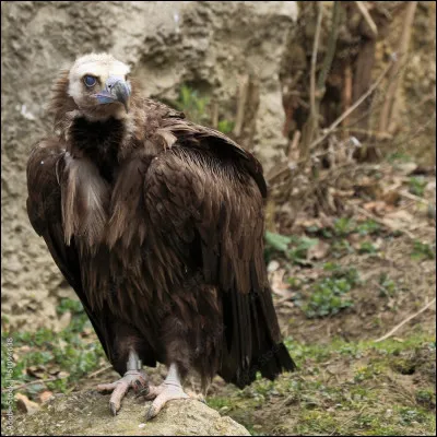 Et lui, quel est-il ?