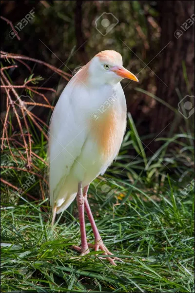 Et celui-ci alors, quel est cet oiseau ?