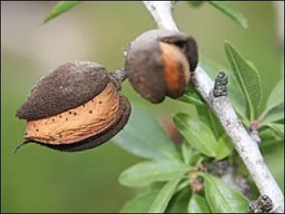 Quel est le nom de cette amende que deviez en cas de retard de paiement des impôts et redevances seigneuriales ?