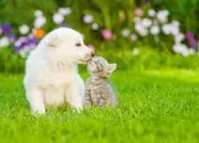 Test Es-tu plus chat ou chien ?