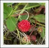 'Les fraises sauvages' est un film d'Ingmar Bergman sorti en 1957. Quelle en tait l'actrice principale ?