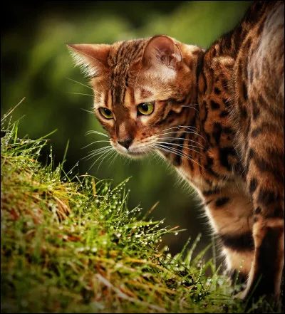 Pourquoi Étoile du Léopard a laissé Étoile du Tigre prendre son clan ?