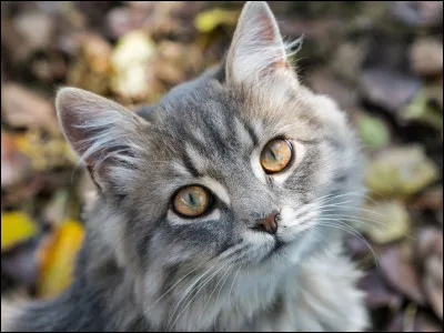 Dans quel clan es-tu ?