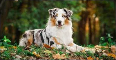 Si tu devais avoir un animal de compagnie parmi les choix suivants, lequel choisirais-tu ?