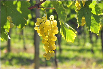 Qui est le dieux du vin ?