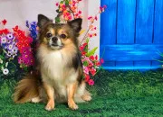 Quiz Quiz Les races de chiens