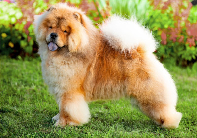 Lequel est le Chow-chow ?