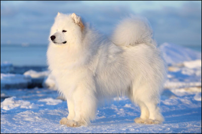 Quel est ce bon chien blanc ?