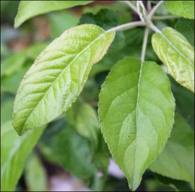 Quel fruit va donner cet arbre ?