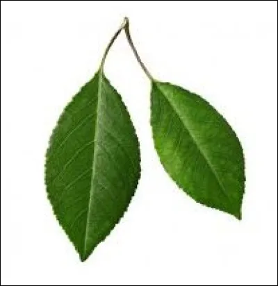 À quel arbre donnant un fruit rouge récolté généralement de juin à juillet, correspond cette feuille ?