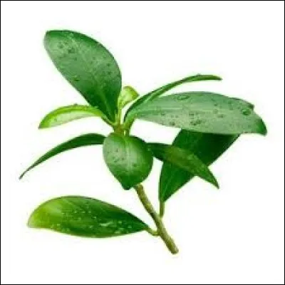 À quel arbre qui pousse toute l'année sous certaines latitudes, correspond cette feuille ?