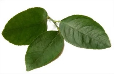 À quel arbre fruitier appartient cette branche ?