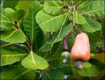 Quel est cet arbre dont les fruits se consomment à l'apéro ?