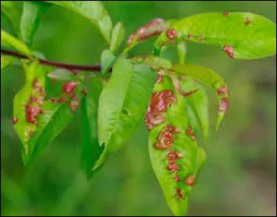 Quel fruit va donner cet arbre ?