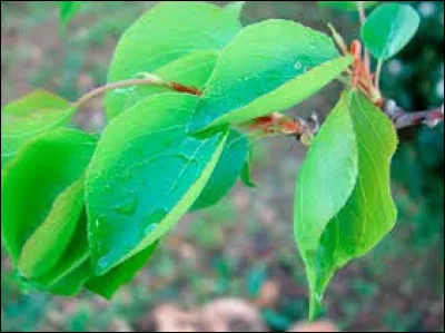 Son fruit se récolte de juin à juillet. À quel arbre appartiennent ces feuilles ?