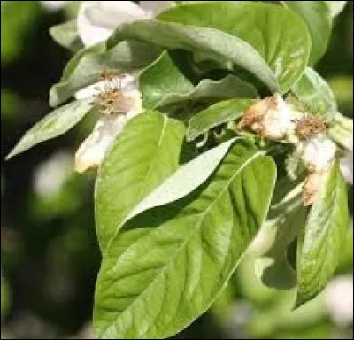 Quel fruit va donner cet arbre ?
