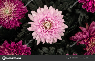 Comment s'appelle cette fleur ?