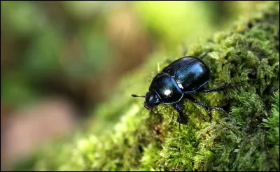 Je suis sûr que tu vas trouver petit scarabée !