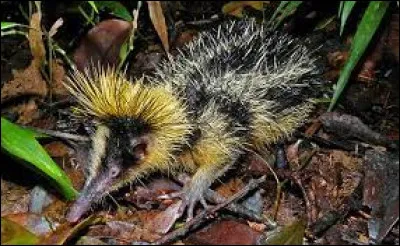 Animaux : Où vit exclusivement le tenrec zébré des terres basses ?