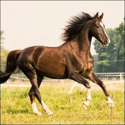 À quelle allure est le cheval ci-contre ?