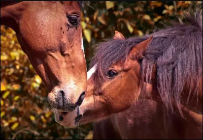 Pour mesurer la taille d'un cheval/poney on se base sur...