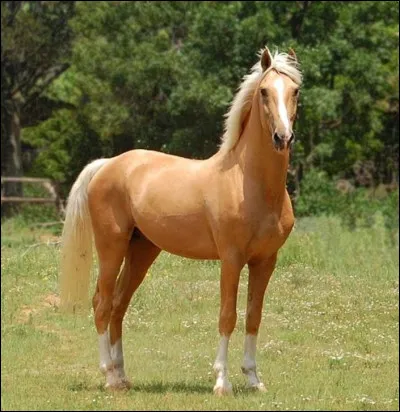 Quelle est la robe du cheval en photo ?