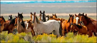 En liberté, un cheval passe la majorité de son temps à...