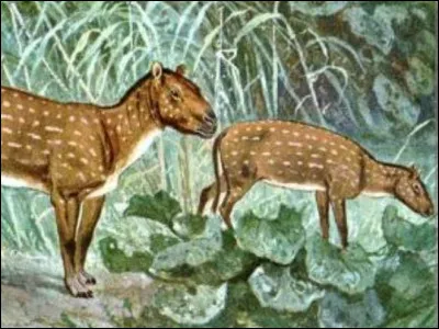 Quel est le nom de l'ancêtre le plus ancien du cheval ?