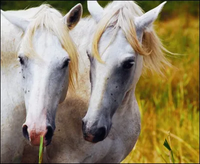 De quelle manière les chevaux manifestent-ils leur amitié ?