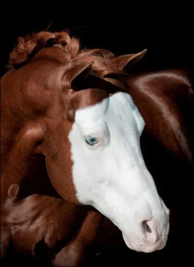 Comment se nomme la marque blanche sur la tête du cheval ci-dessus ?