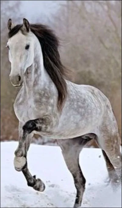 Quelle est la partie du cheval qui comprend la tête, l'encolure, le poitrail et les membres antérieurs ?