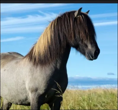Quelle est la race du poney en photo ?