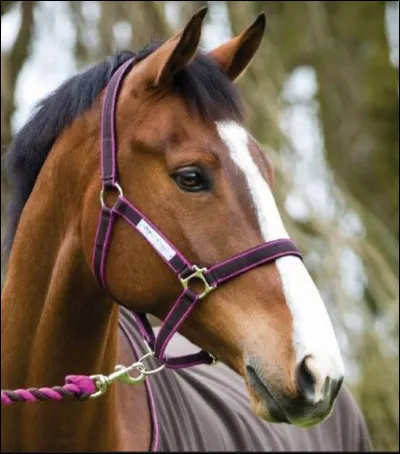 Un cheval vit entre...