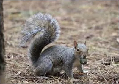 Quel animal est un petit-gris ?