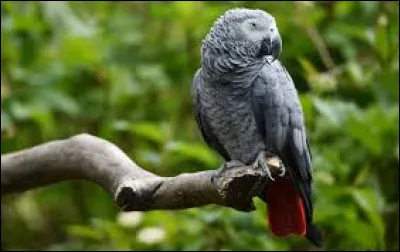 Quel autre nom donne-t-on au Gris du Gabon ?