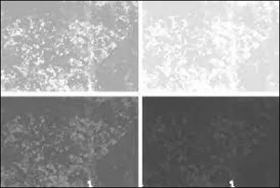 À quel chanteur français doit-on l'album "Entre gris clair et gris foncé" en 1987 ?