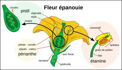 Quel est le nom de l'enveloppe protectrice foliacée enfermant les ovules des plantes à fleurs ?