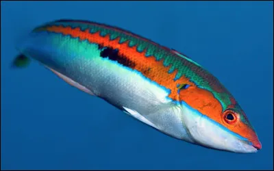 Quel est le nom de ce petit poisson osseux, élégant aux couleurs vives, abondants dans les mers chaudes ?