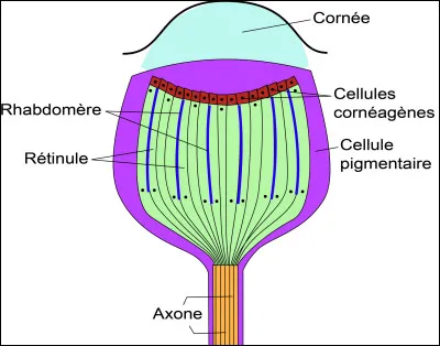 Quel est cet organe sensible à la lumière, un oeil simple présent chez certains insectes ?