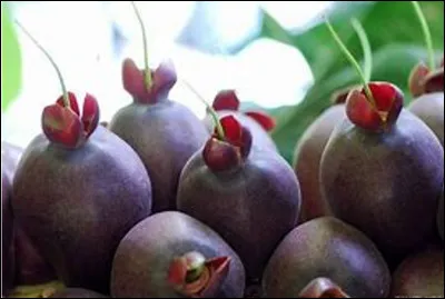 Quelle est cette noix qui possède une amande croquante au goût subtil d'arachide, un fruit de Polynésie ?