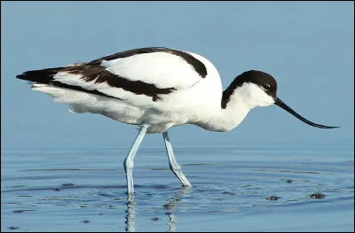 Quel est le nom de cet oiseau à échasses avec un long bec courbé vers le haut ?